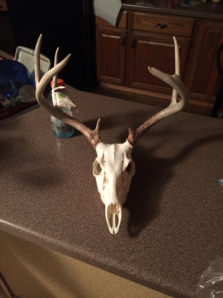 supersly52's tweet photo. Can't wait to pick up this bad boy to hang in my basement #myfirstbuck https://t.co/velwajIgLt