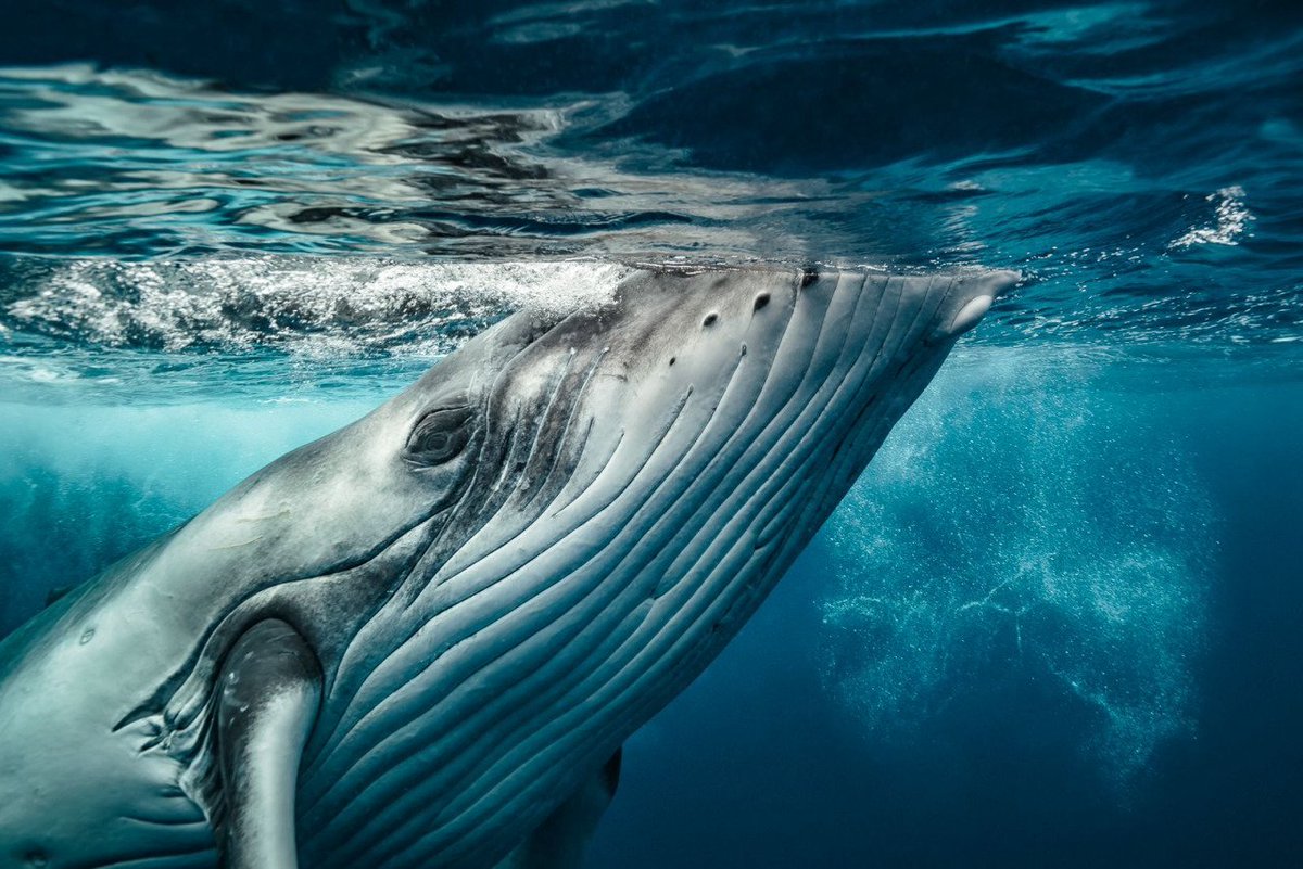 MerdyDerksen's tweet photo. #unbelievable #beautiful ) Was this mighty animal an inspiration for @Zahahadid? 
https://t.co/xnoPeuT6ul https://t.co/eLNG3u2tTw
