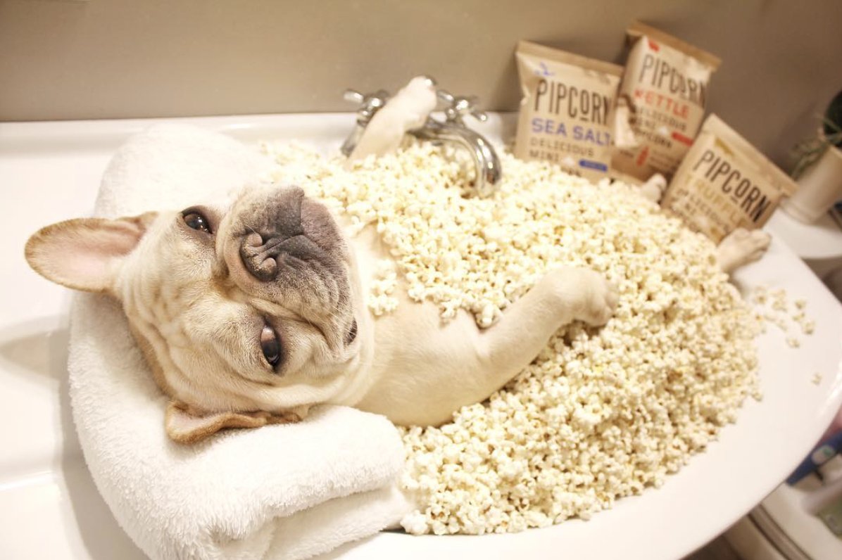 Pipsnacks's tweet photo. #WednesdayWisdom it's always important to take some time and relax with your favorite snack! #PipPups https://t.co/CXHEq3l2wm