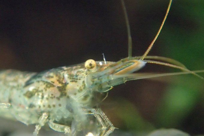 ミナミヌマエビの寄生虫の駆除対策方法について 熱帯魚 淡水魚 海水魚の図鑑