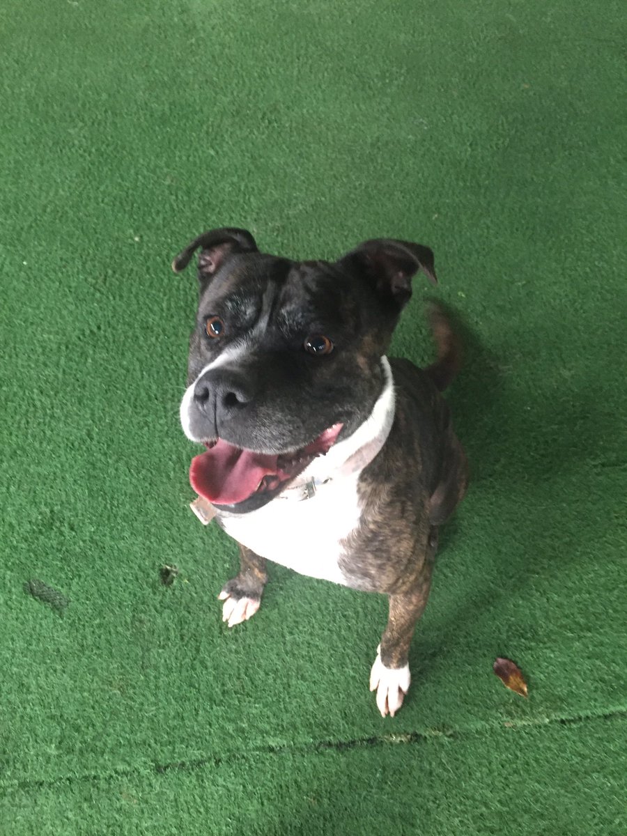 RDR_Dogs's tweet photo. Aunty kate and aunty cassie came to see me n max today! They brought treats and balls! N we discussed our Xmas list 🎅🏻Loves yoos Petal 🐶 https://t.co/HVqnFBS3Ih