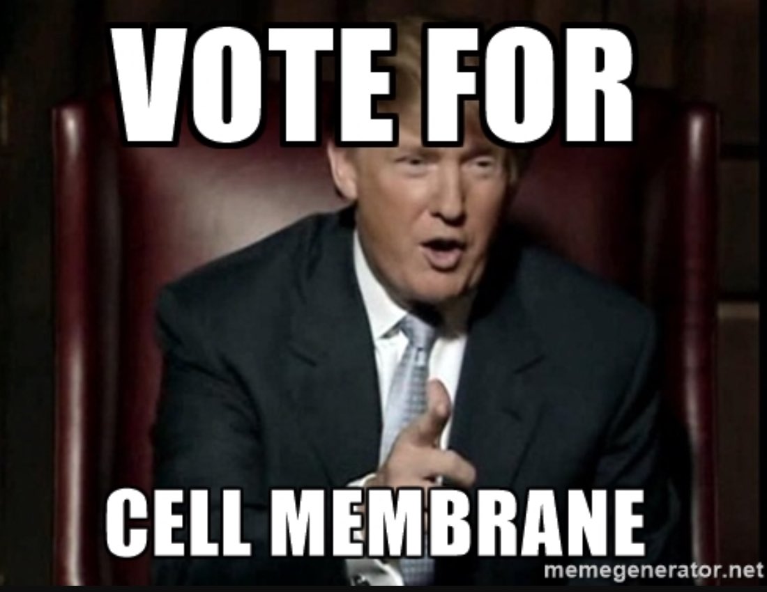 movingmembranes's tweet photo. #organellewars today is the dayyyyyyy🏃🏼🏃🏼🏃🏼 join our movement todayyyy🏃🏼🏃🏼🏃🏼 https://t.co/el5SKFDGsd