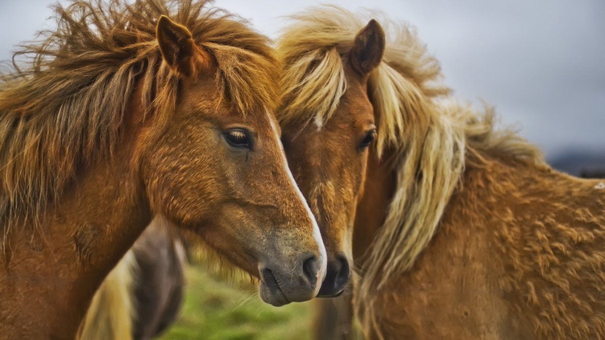 animalscloud tweet picture