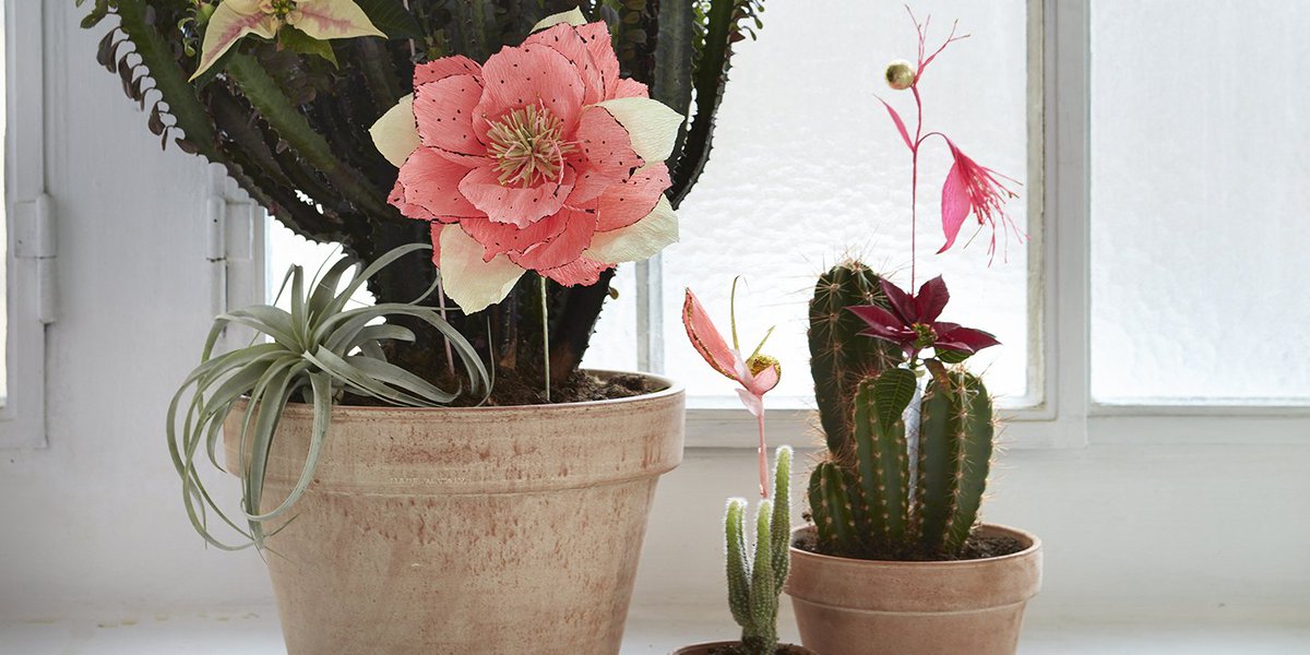 Wist je dat in Mexico de Kerstster ook wel bekend staat als 'Flores de Noche Buena' - Bloemen van de Heilige Nacht?