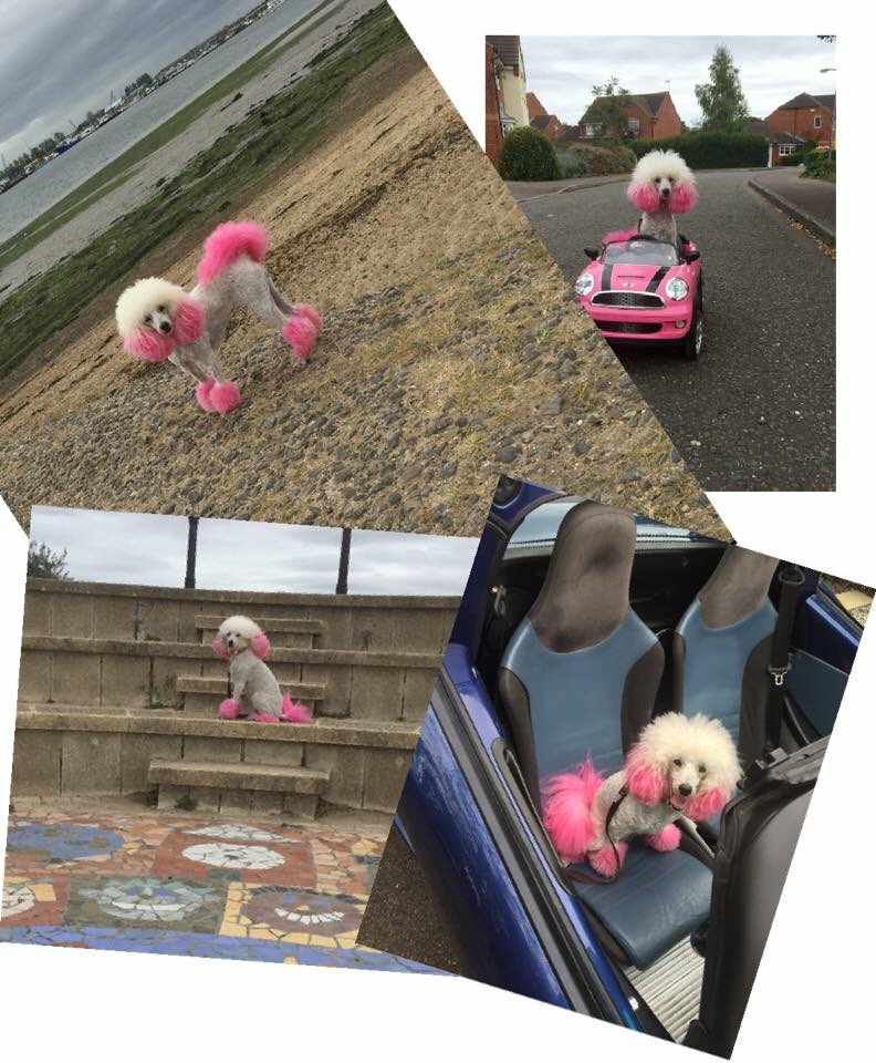 PoodleVenice's tweet image. #TechTesting #gadgetshow #photoeditingapp #photography #MannequinChallenge #pinkpoodlevenice #tvdog #celebritydog #essex #dogmodel #mini
