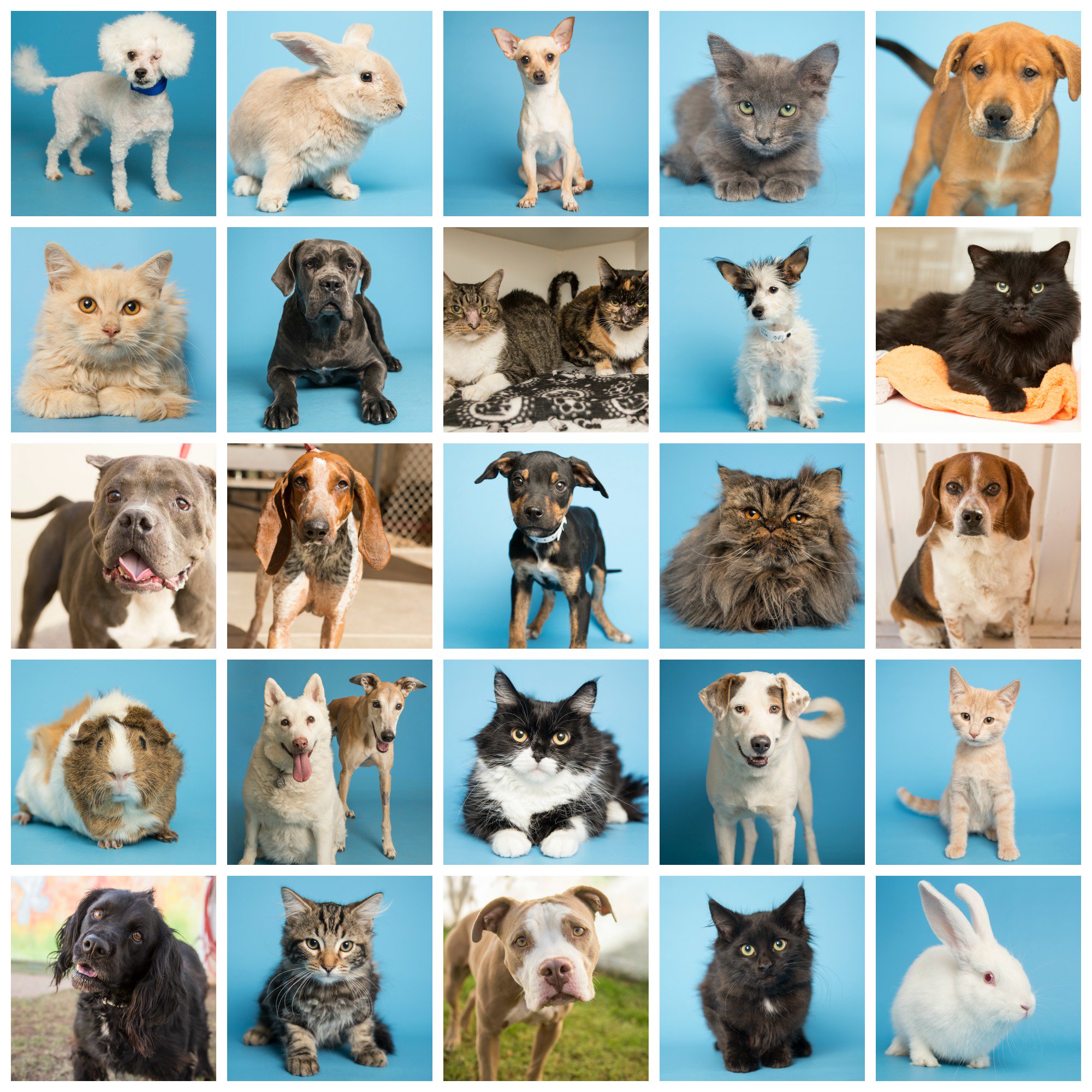 Azhumane dogs sales