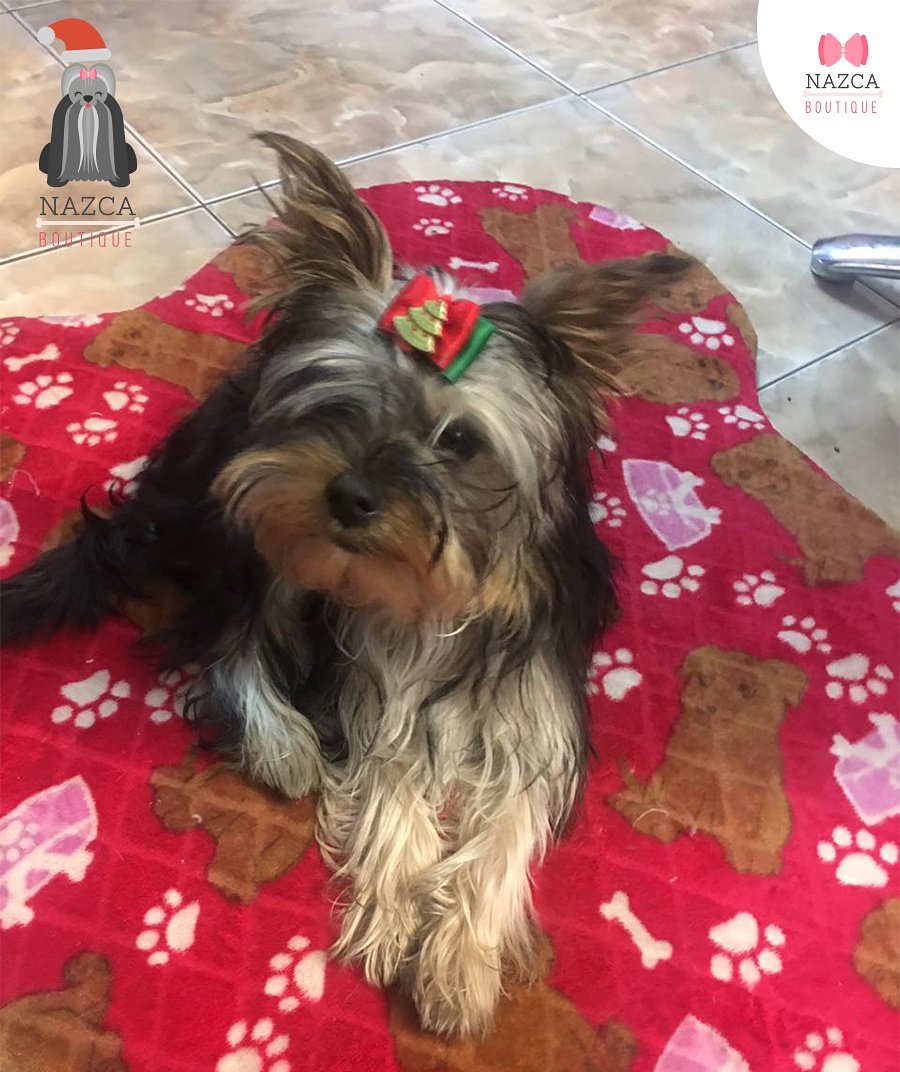 NazcaBoutique's tweet photo. La princesa #Lola luciendo sus #navidad2016nazcaboutique 
Quedó divina! 
#nazcaboutiquestyle #amaatumascota https://t.co/kTtt6ZaCGW
