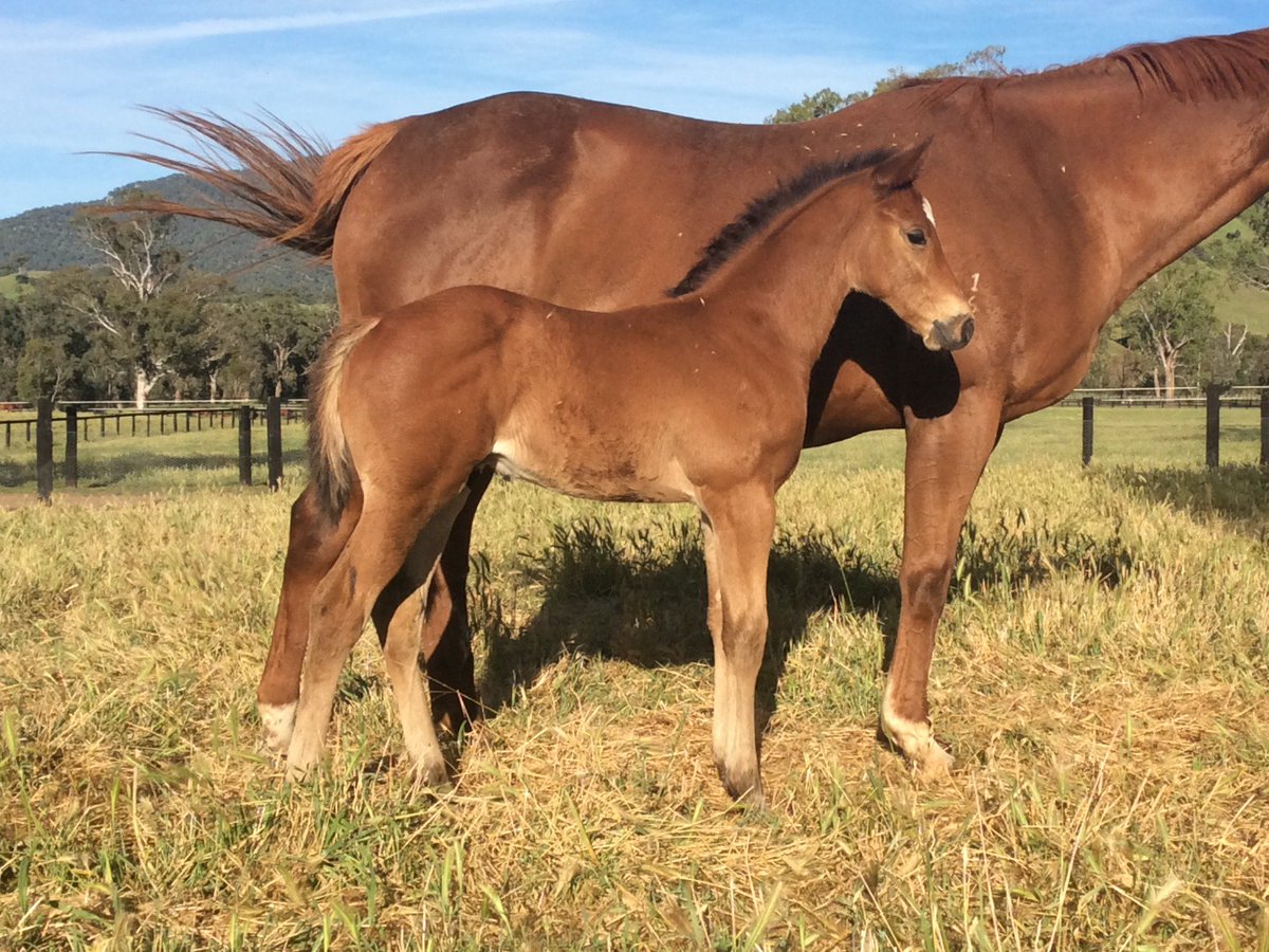 KitchwinHills's tweet photo. It's not too late to breed a foal as good looking as these! #timeforwar #stampingthem #fertile https://t.co/kYAFYO7dLz