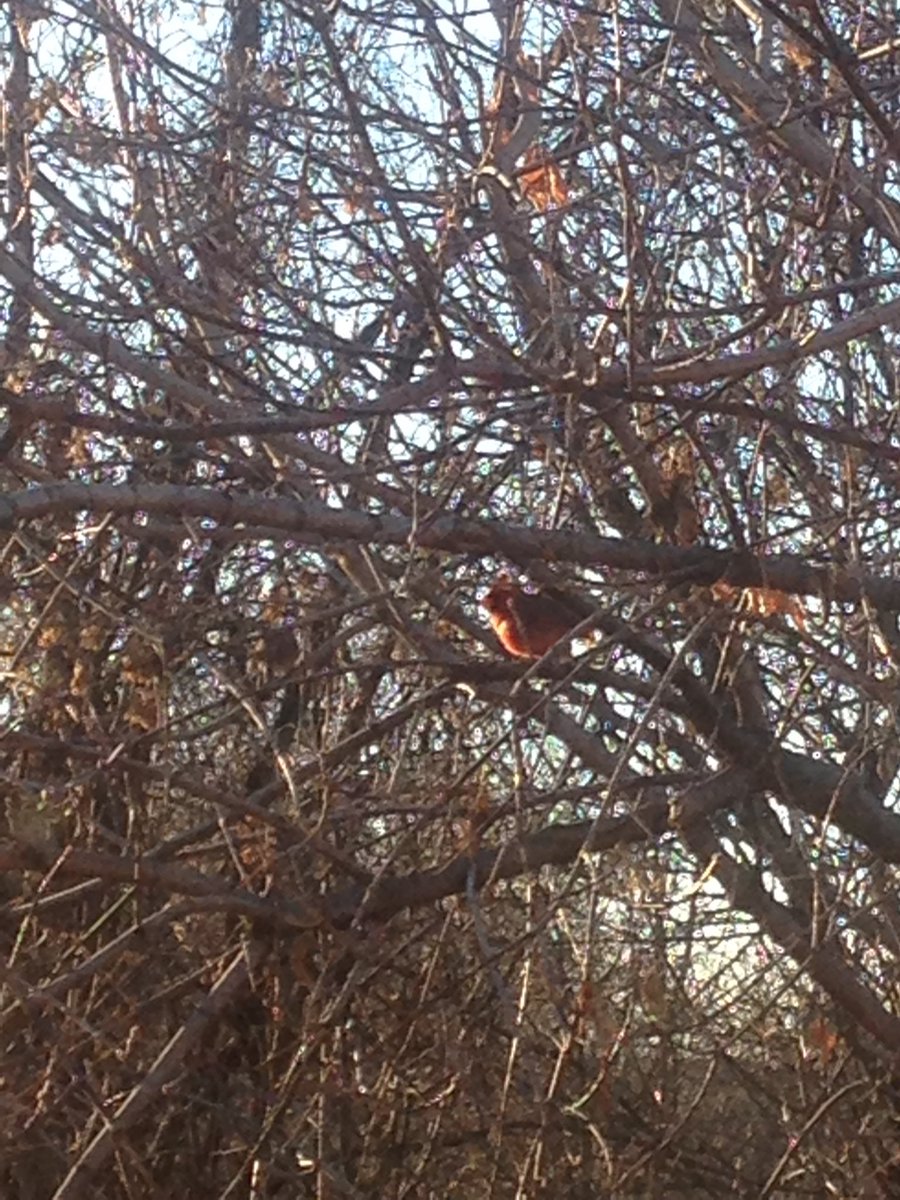 MacMaple16's tweet photo. Found this #northerncardinal attempting to get food from the #birdfeeder. He was quite shy once he saw me admiring his beauty! #ENVB222 https://t.co/tEHFuMWowU