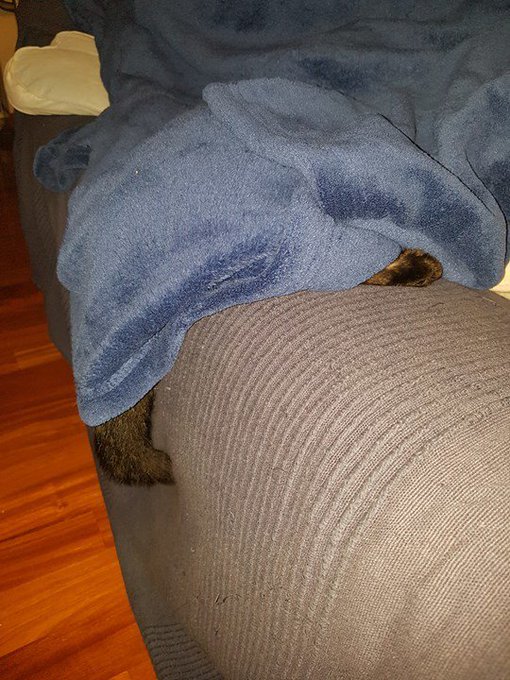 Compagnie... Trova l'intrusa... https://t.co/8yl6NPp1Cc