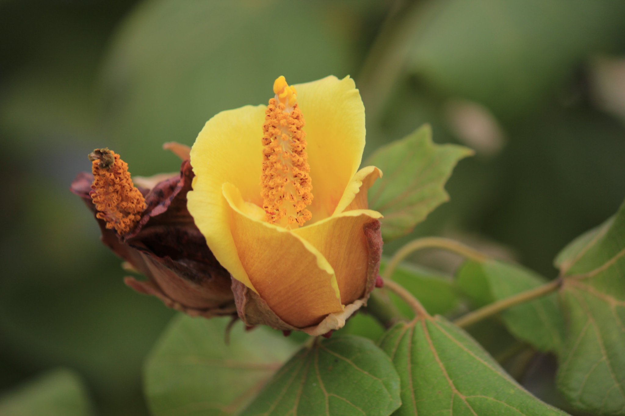 咲くやこの花館 ハイビスカスといえばハワイ のイメージが強いかもしれませんが こちらはマスカリン諸島原産で原種の ヒビスクス コルムナリス 干し梅のようなつぼみから 鮮やかな黄色のころんとした花が咲きます 日本では 咲くやこの花館 ハイビスカスといえばハワイ のイメージが強いかもしれませんが こちらはマスカリン諸島原産で原種の ヒビスクス コルムナリス 干し梅のようなつぼみから 鮮やかな黄色のころんとした花が咲きます 日本では