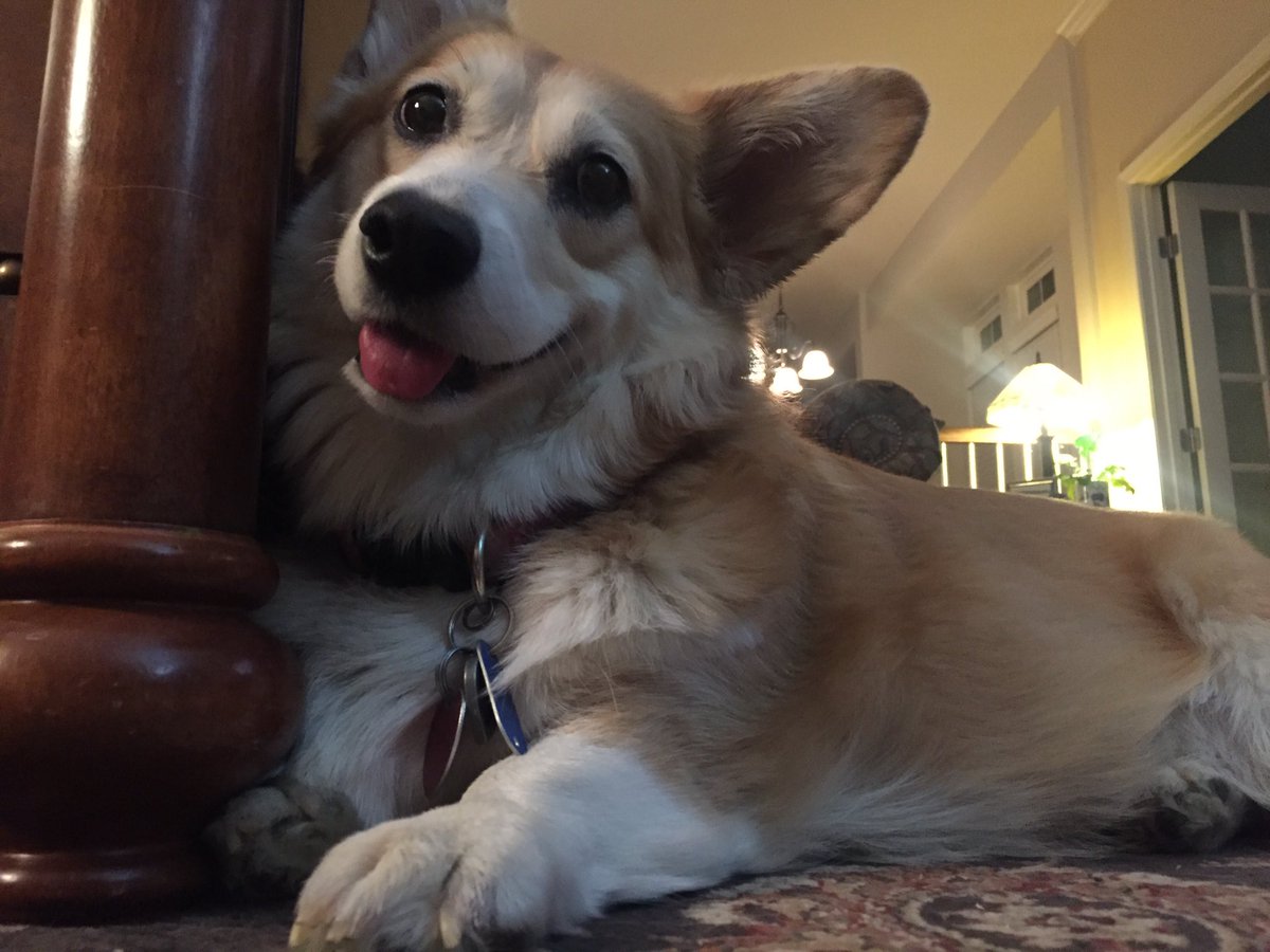 BethBethquack's tweet photo. Is it turkey day yet? #thanksgiving #Imhungry #corgi https://t.co/3VIQY9DflZ