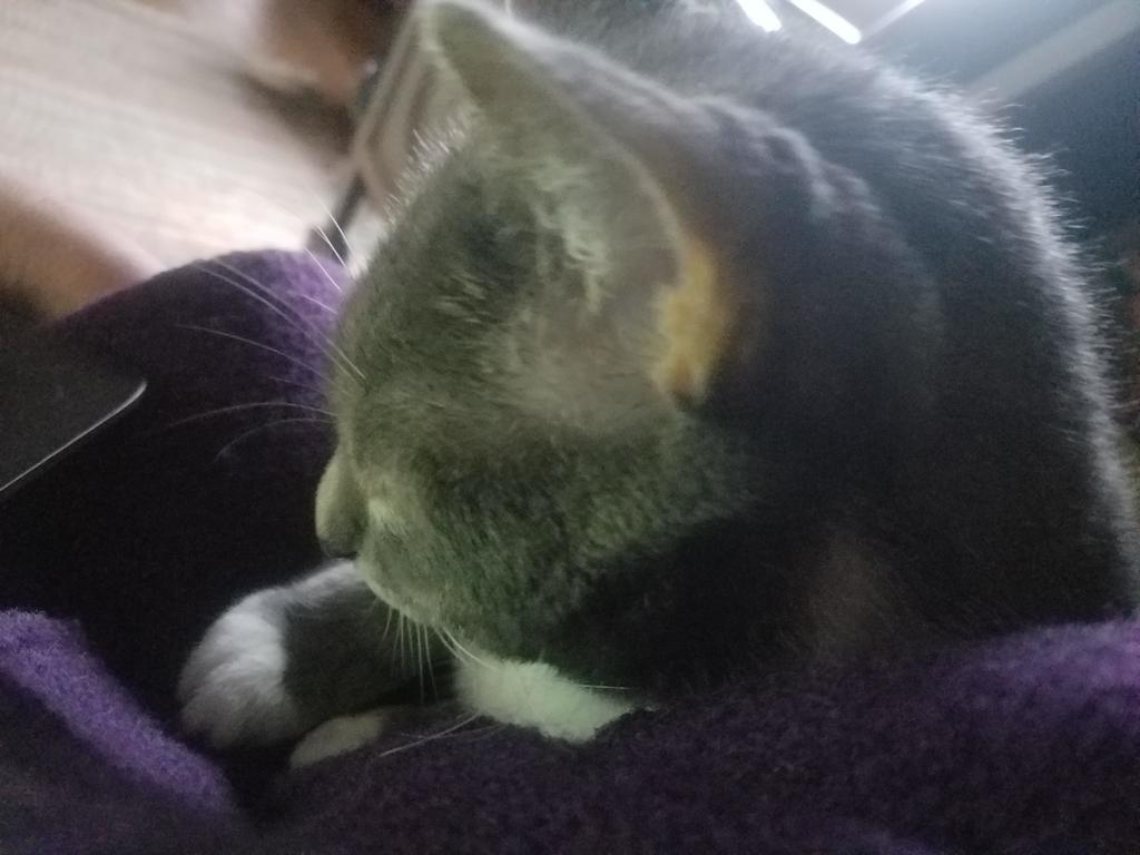 leannerva's tweet image. #RVA #Purrprogramming
