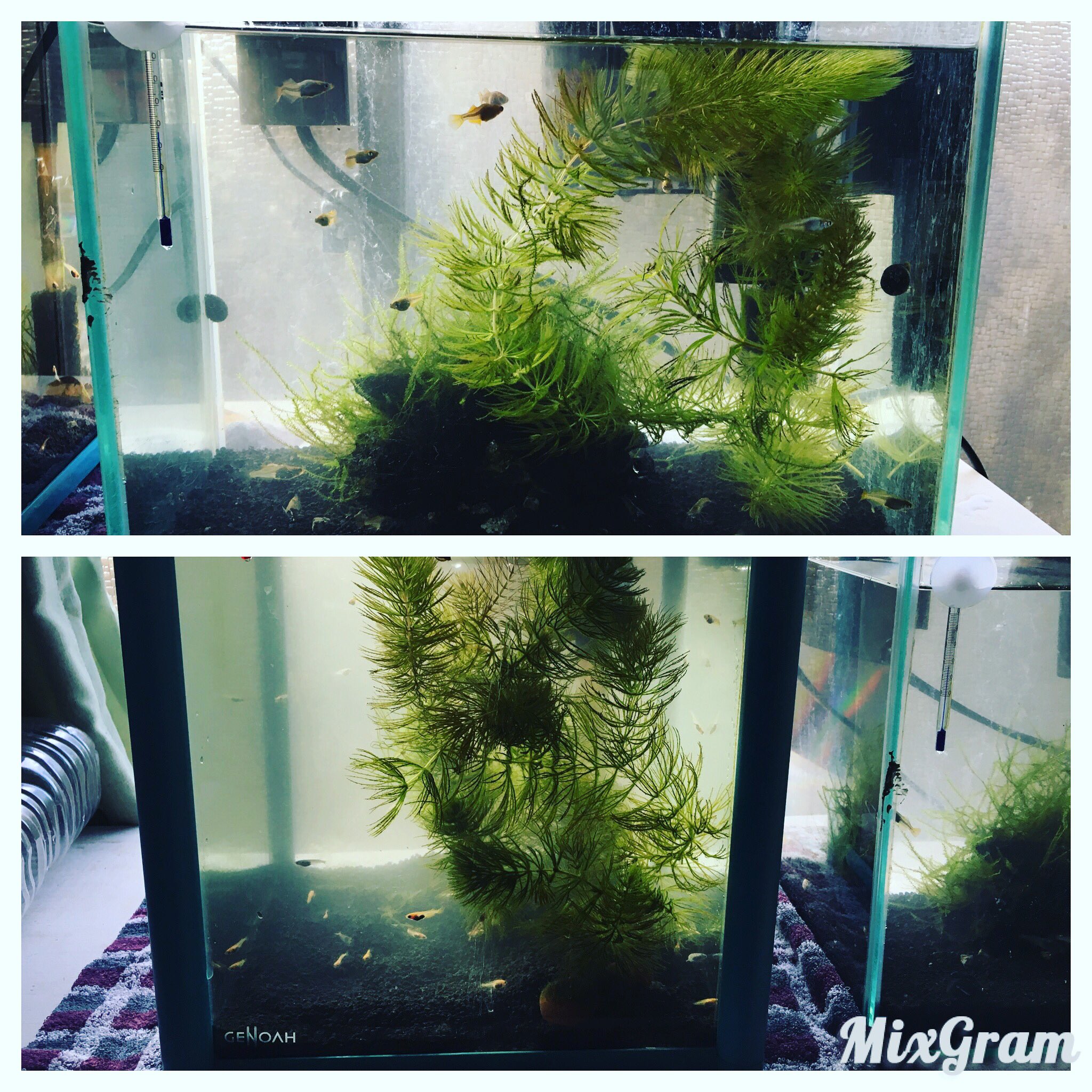ぽぷ 水槽掃除完了 周りに苔が生えてきたので掃除しましたf 下のいろいろ入っているメダカは卵から育てて来たメダカです W ฅ ミナミヌマエビが両方の水槽にいます メダカ 鳳凰メダカ 淡水魚 ミナミヌマエビ 水槽掃除 T Co
