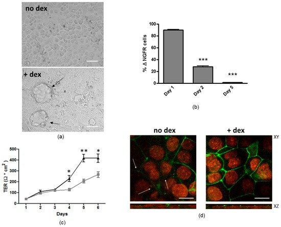 Genes_MDPI's tweet image. #Magnetofection Enhances #Lentiviral-Mediated Transduction of Airway #Epithelial Cells mdpi.com/2073-4425/7/11…