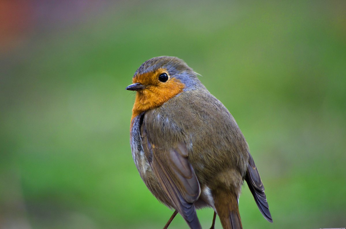 shxapay's tweet image. 