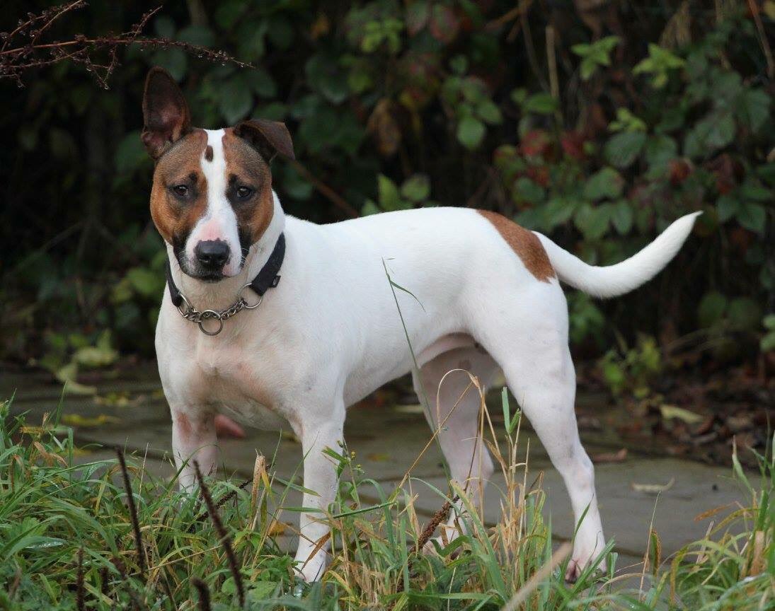 InNeedAnimals's tweet image. Twinkle is a 2yrold English Bull Terrier cross. I have been saved from the pound.I am friendly and excitable.check FB for more info. #cute 🐾