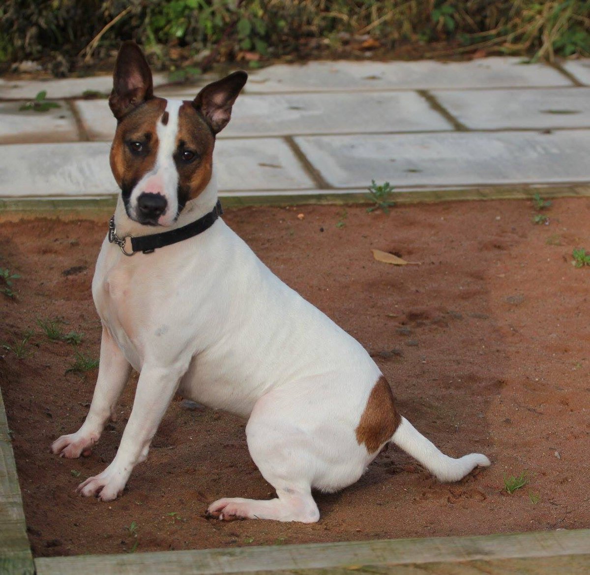 InNeedAnimals's tweet image. Twinkle is a 2yrold English Bull Terrier cross. I have been saved from the pound.I am friendly and excitable.check FB for more info. #cute 🐾