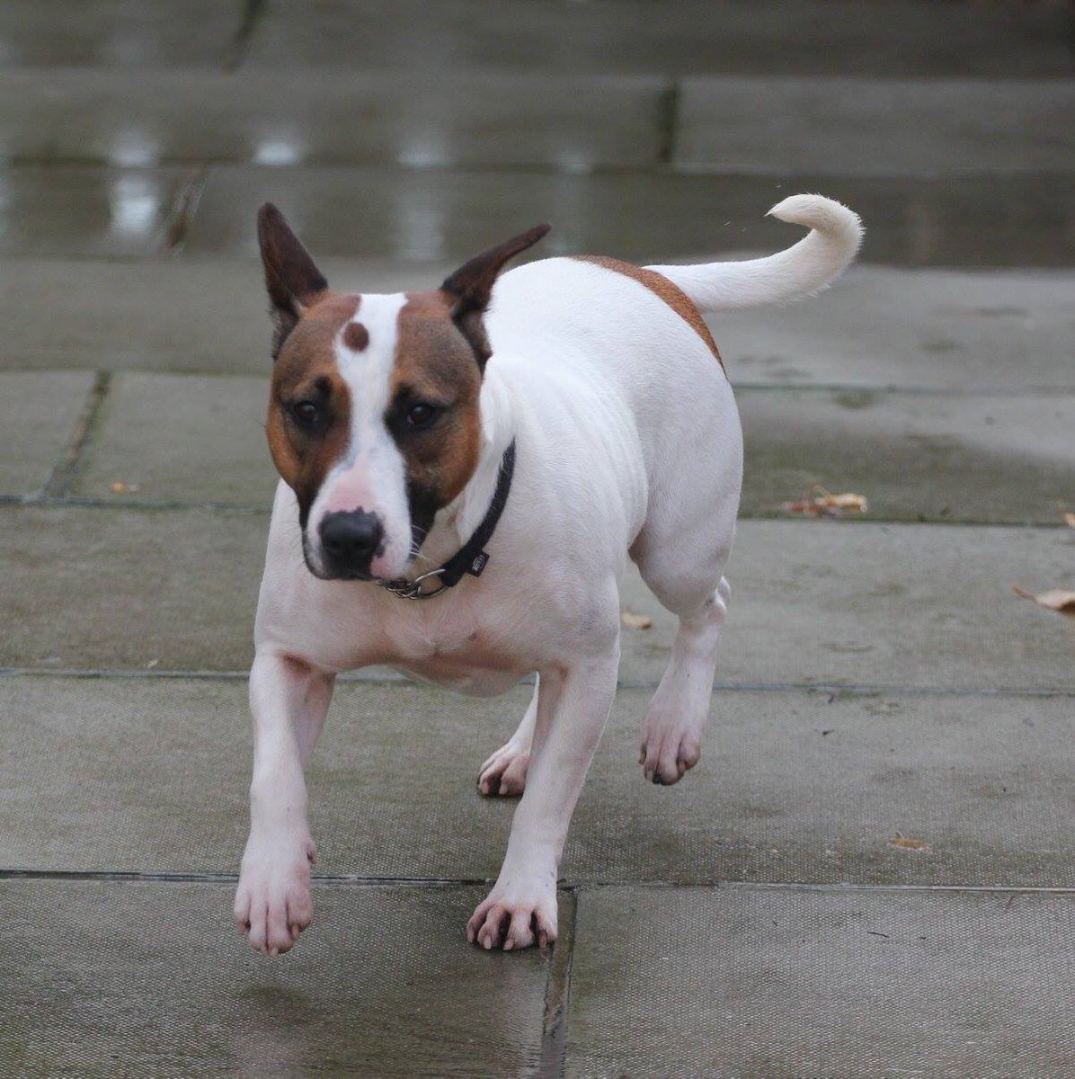 InNeedAnimals's tweet image. Twinkle is a 2yrold English Bull Terrier cross. I have been saved from the pound.I am friendly and excitable.check FB for more info. #cute 🐾
