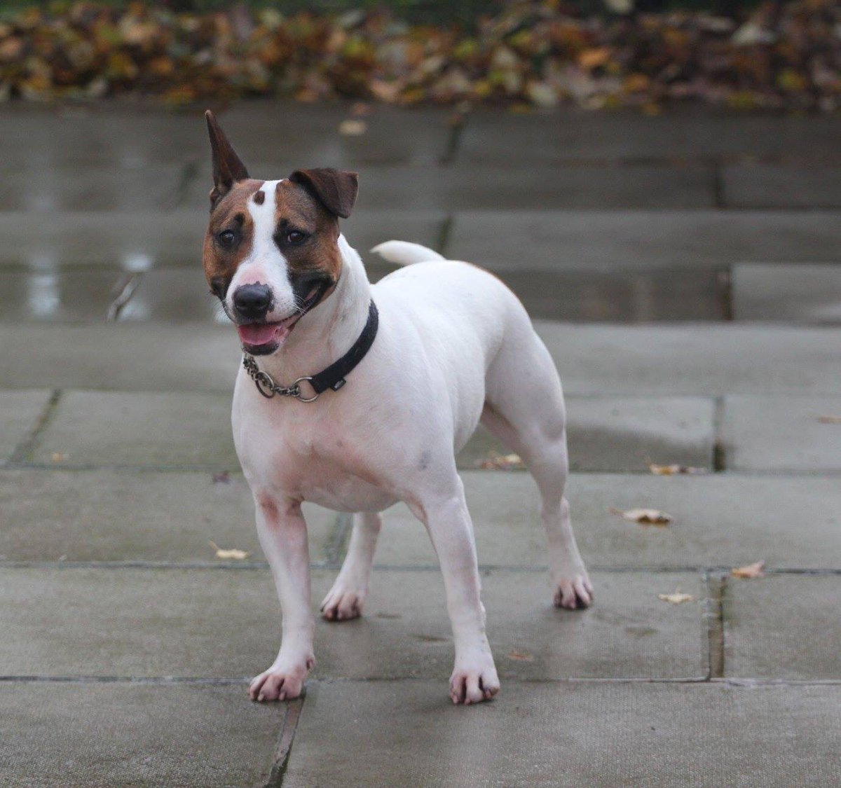 InNeedAnimals's tweet image. Twinkle is a 2yrold English Bull Terrier cross. I have been saved from the pound.I am friendly and excitable.check FB for more info. #cute 🐾