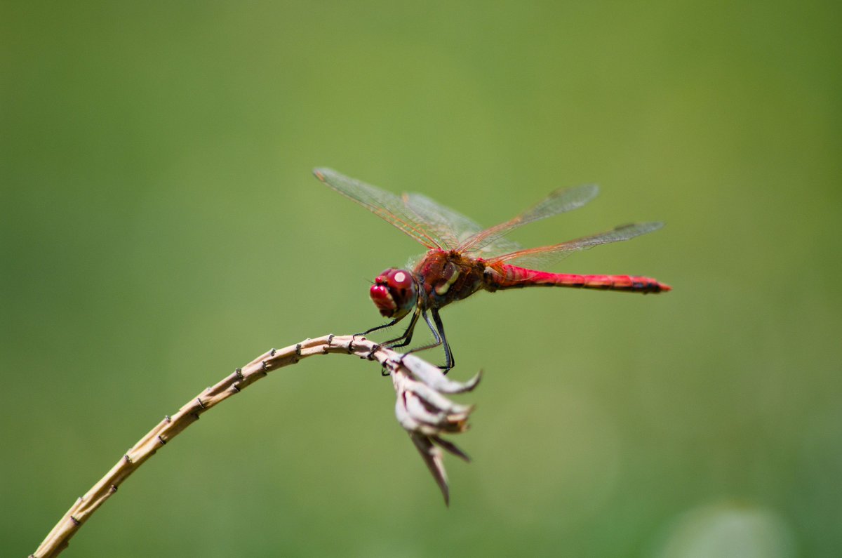 shxapay's tweet image. 