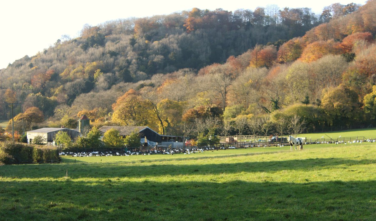 Gorgeous autumn day down on the farm.  Don't forget we can do #freerange #Thanksgiving #turkeys ashfordfarmturkeys.co.uk