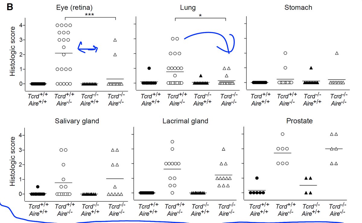 3DiMMUNE's tweet image. #New: Part of #AIRE KO phenotype (#APECED in humans) is dictated by gamma-delta #TCells. #autoimmune 
bit.ly/2fxK4Vc
