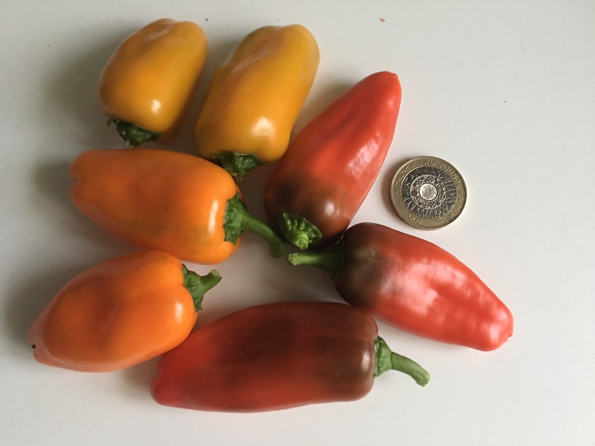 sarfsee's tweet photo. Still cropping in the #Polytunnel
#Snackbite #Peppers🌶 #PinkBrandywine and #Azoychka #Tomatoes🍅 Also found a last #Courgette outside
#GYO👍 https://t.co/XgjijPsZV7
