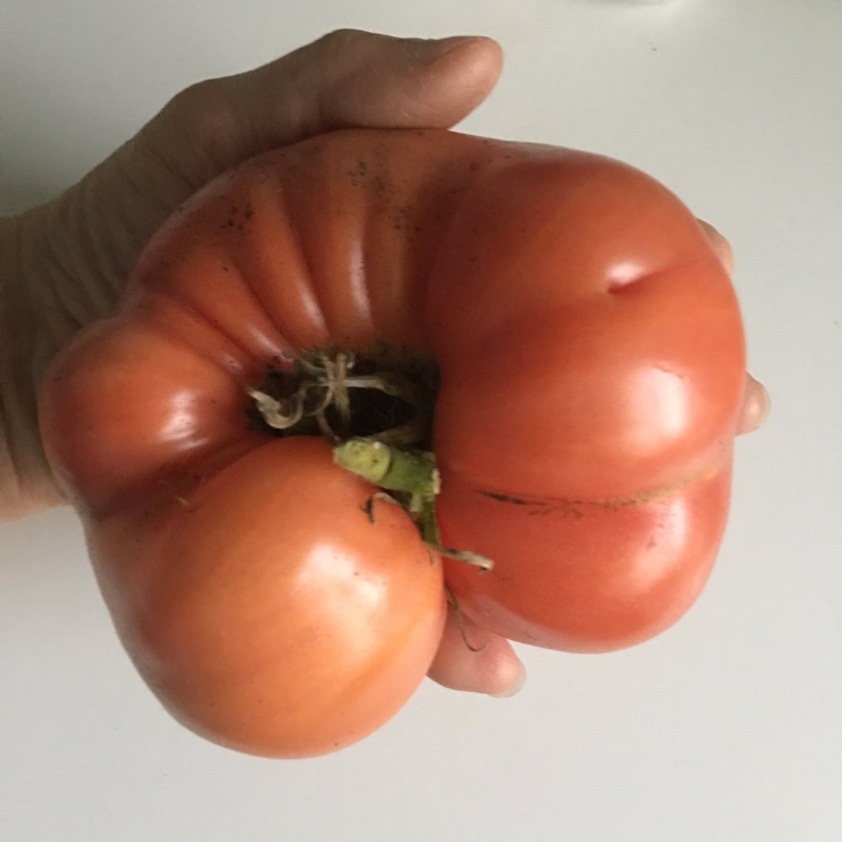 sarfsee's tweet photo. Still cropping in the #Polytunnel
#Snackbite #Peppers🌶 #PinkBrandywine and #Azoychka #Tomatoes🍅 Also found a last #Courgette outside
#GYO👍 https://t.co/XgjijPsZV7