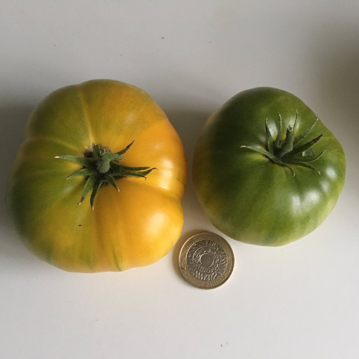 sarfsee's tweet photo. Still cropping in the #Polytunnel
#Snackbite #Peppers🌶 #PinkBrandywine and #Azoychka #Tomatoes🍅 Also found a last #Courgette outside
#GYO👍 https://t.co/XgjijPsZV7