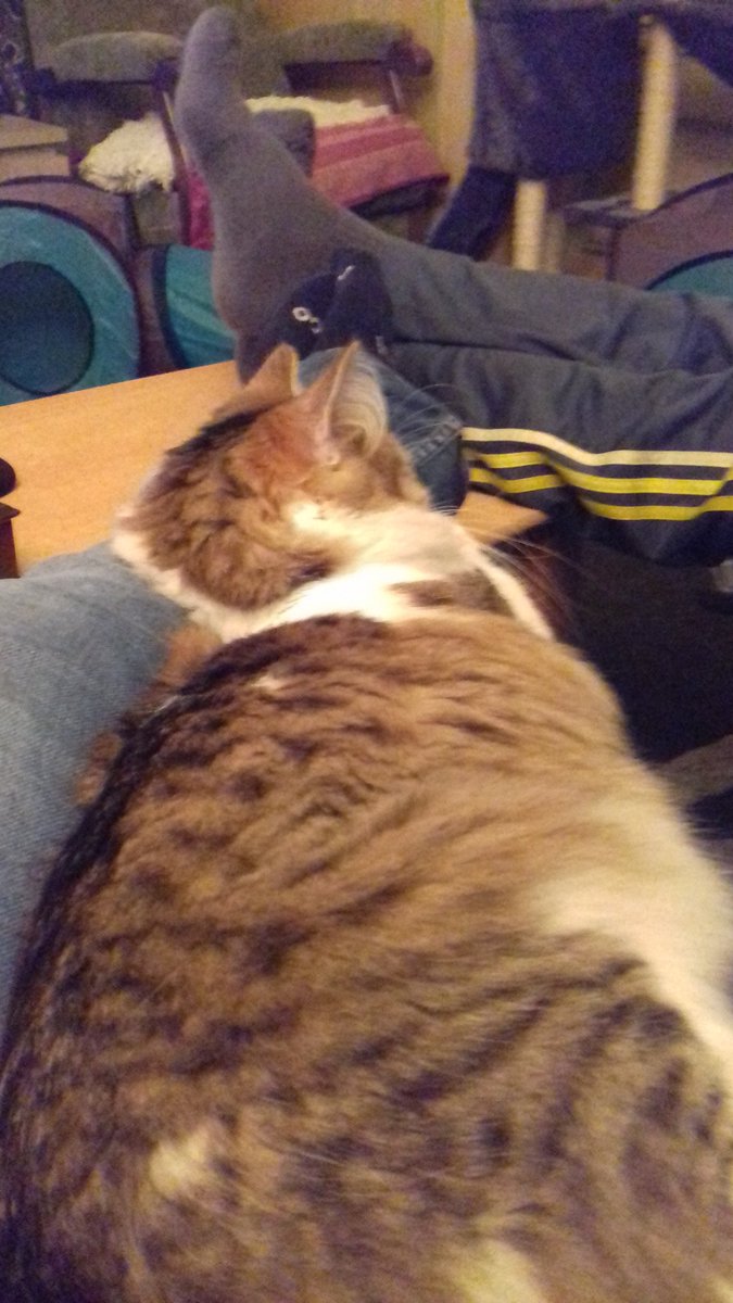 ZbiesProStyle's tweet image. Le chat posé 😴