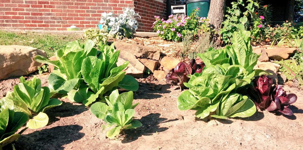 bulldoggarden's tweet photo. Check out our lettuce! Looks like we're going to be having some salads. #yummy #schoolgarden @OKCHarvest https://t.co/3hRBQ4xUw2