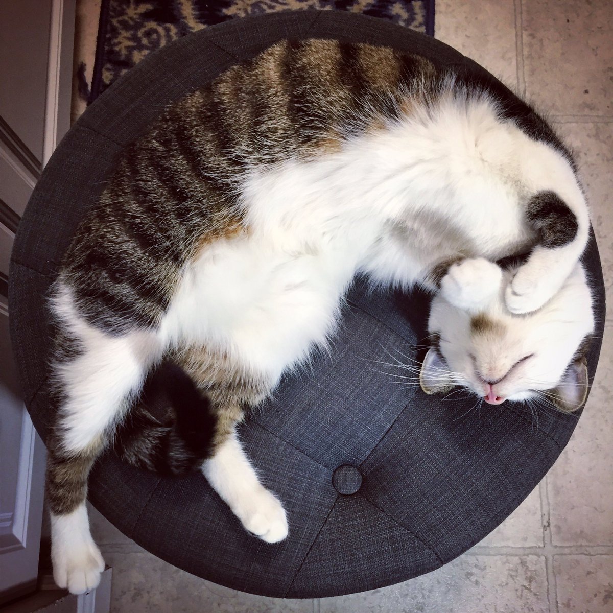LowKeyTheCat's tweet photo. Went to the vet yesterday and got a bunch of 💉💉. Now all I want to do is 💤💤
#LowKeyTheCat https://t.co/k9Njr85FNk
