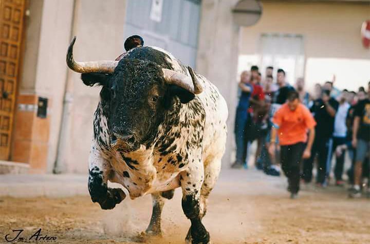 Por todo lo que representa, por todo lo que transmite... #SÍALTORO #SÍALAFIESTA Fotografía: J. Artero