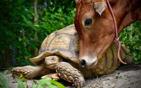 OneGreenPlanet's tweet photo. This Rescued Tortoise and Cow Share a Friendship You Will Have to See to Believe https://t.co/dutgoZKKTz https://t.co/kzrgqCeonV