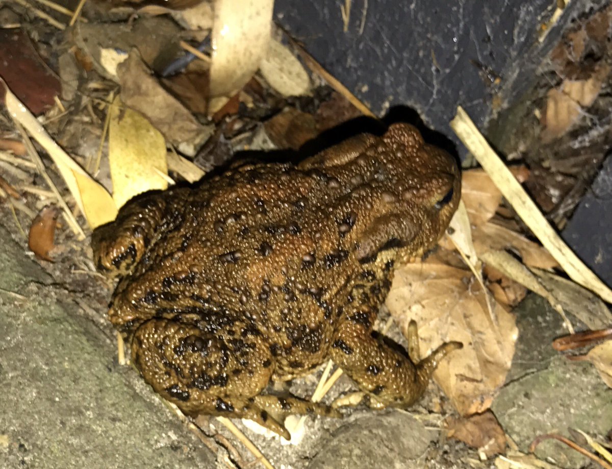 iAppleBytes's tweet photo. Happy to have a double garage, otherwise this visitor had to go to make room for the car 🚗 🐸 #iToad #iFrog https://t.co/hNQoBDxq7A