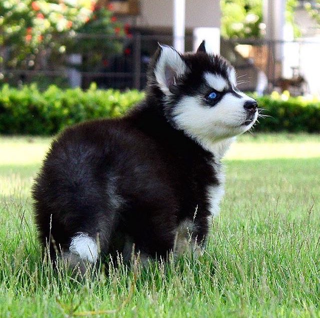 huskieshere's tweet image. Pic By: @ spoiledhusky ( Ig )