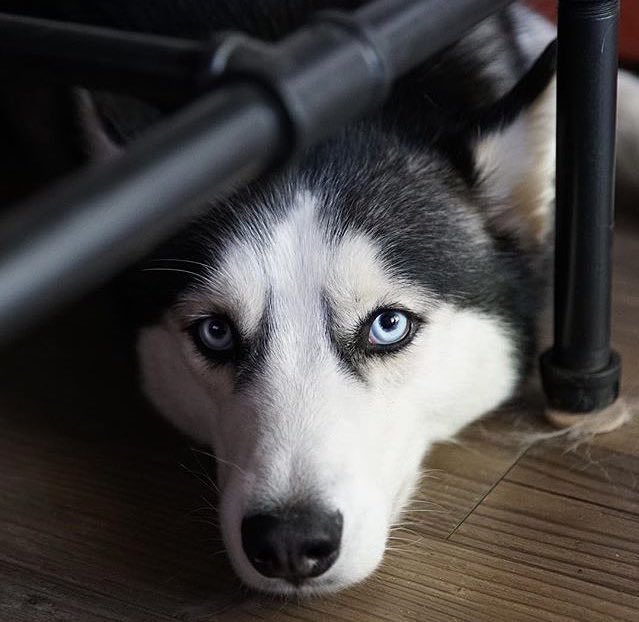 huskieshere's tweet image. Pic By: @ firefly_huskies ( Ig )