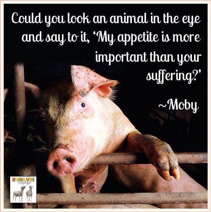 Can you look an animal in the eye and say "My appetite is more important than your suffering?" #vegan
