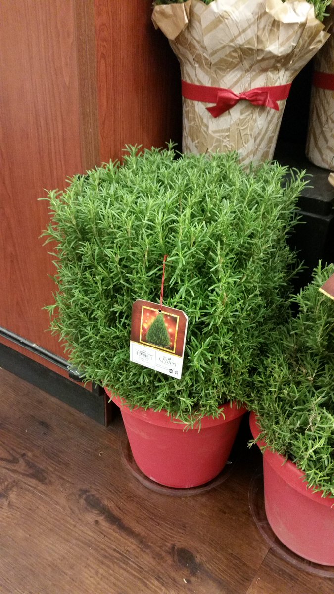 TheFatalLover's tweet photo. So someone put spruce leaves on a flower pot. I need this in my life! #Minecraftirl #SoSquare https://t.co/TAbPBb6T5X