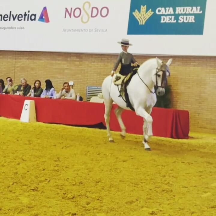 CaballosPRE's tweet photo. Se puede llevar con más arte un #caballoespañol?

Este vídeo lleva más de 400 veces compartido en menos de 1 hora.

https://t.co/HTIMBT2Fnq https://t.co/HcYJW6mXLo