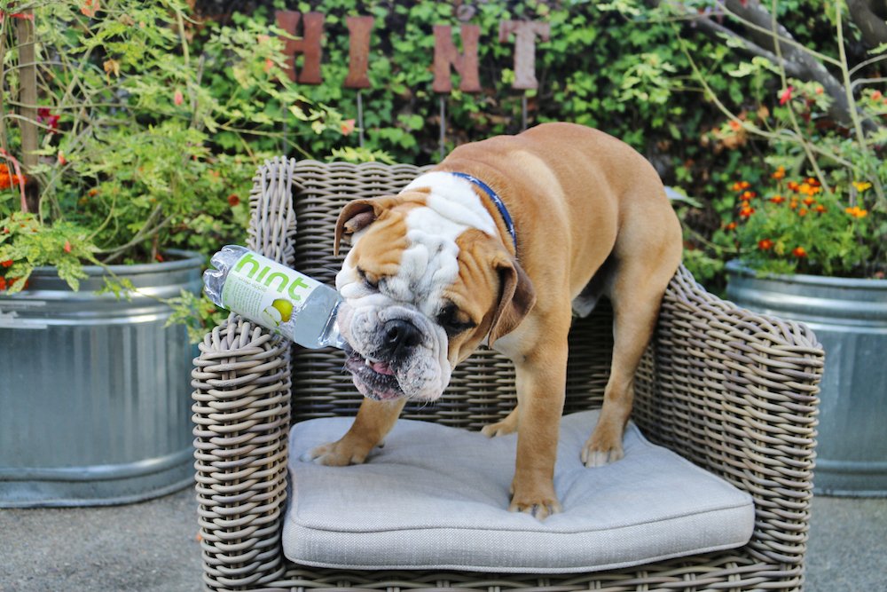 hint's tweet photo. We don't put ANY sugar into our drinks, so don't be surprised if you see your pet loving Hint too 😍🍏 https://t.co/FnmyM8TEAW