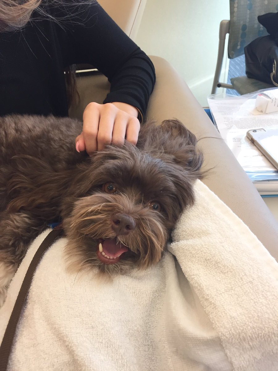 edandshawn's tweet photo. stress dog at the hospital today made my day 💜 https://t.co/azrxflqQBh
