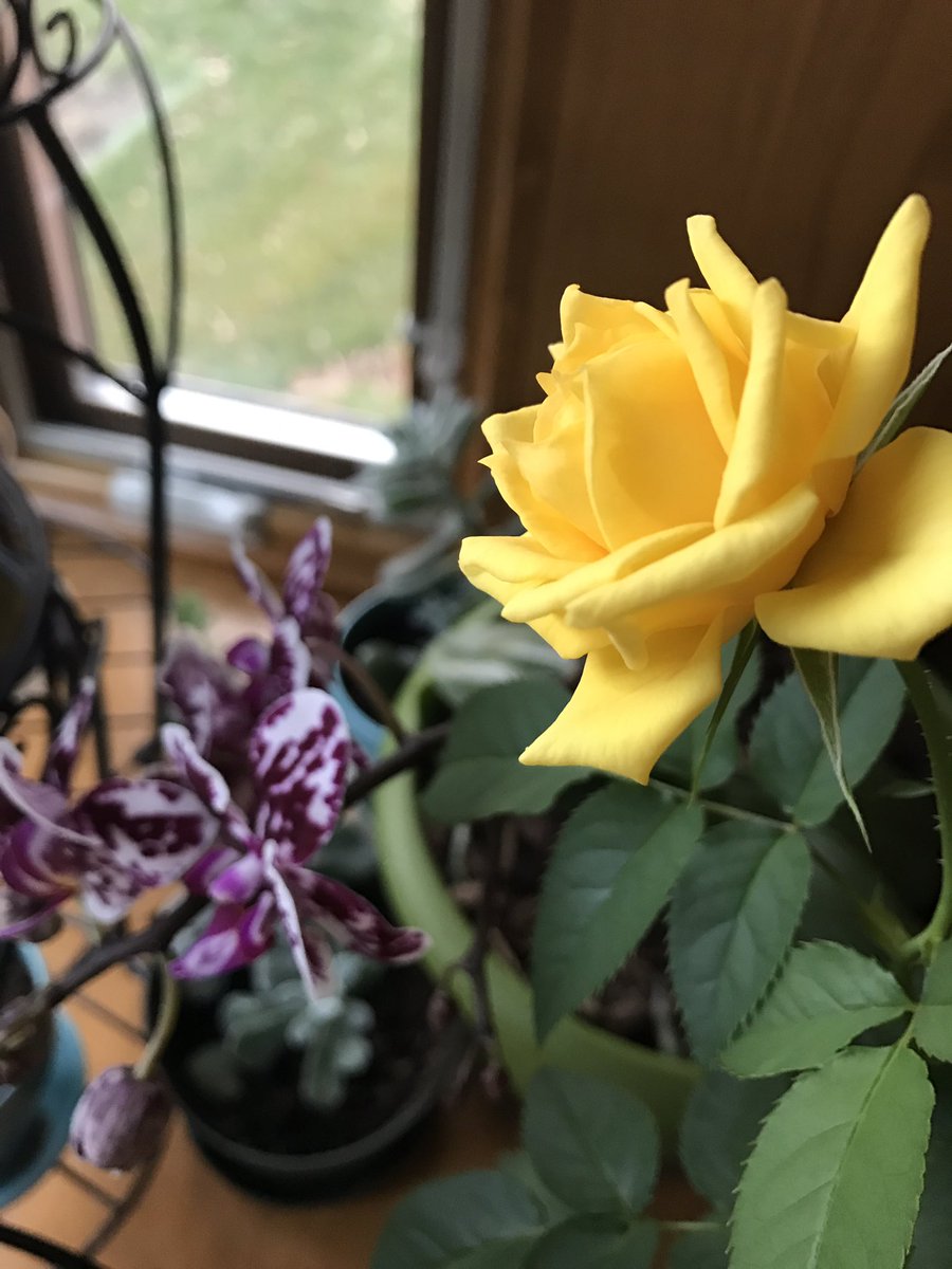 Brought this rose plant back to life! Blooming in sync with my smallest orchid 😚🌸🌼