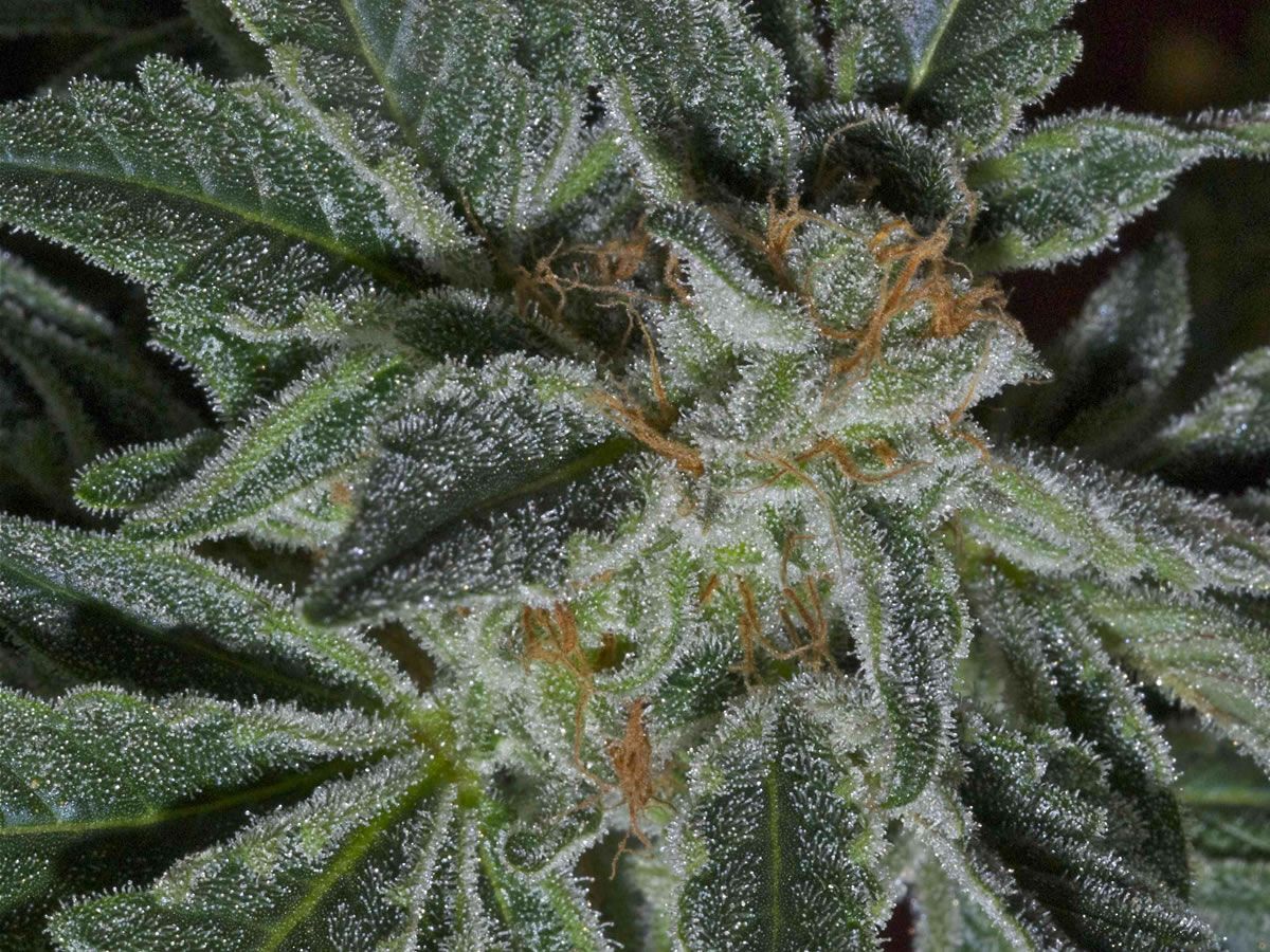 More people are using marijuana to heal PTSD, Part 1 - Read now: bigbudsmag.com/using-marijuan…