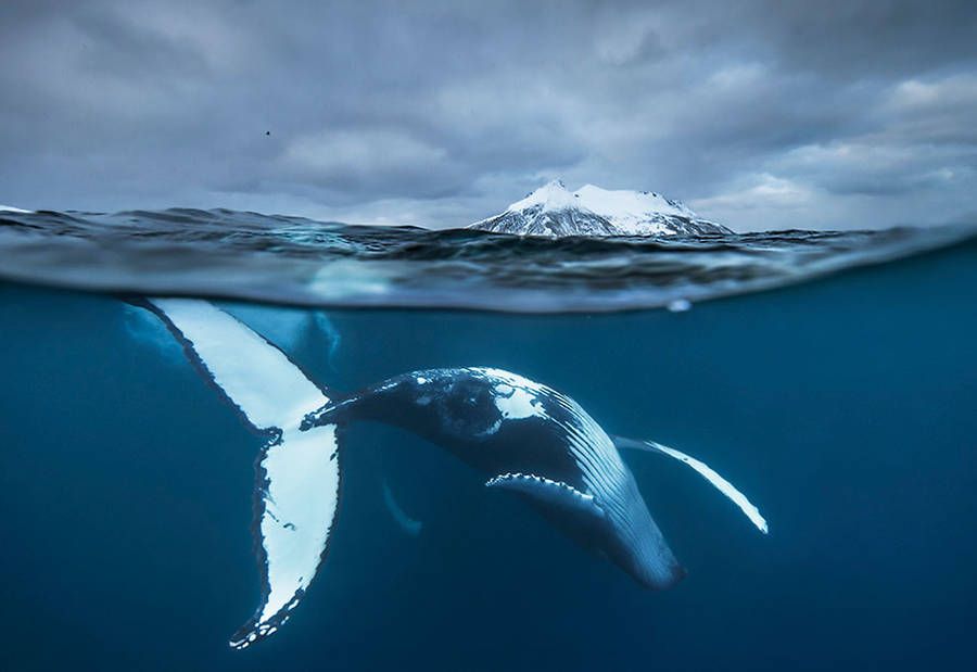 MiguelMorenatti's tweet photo. El baile de la ballena jorobada.
Audun Rikarsen lleva años haciendo fotos a las ballenas en el Ártico, haciendo maravillas como ésta. https://t.co/ykKFVqf8Lh