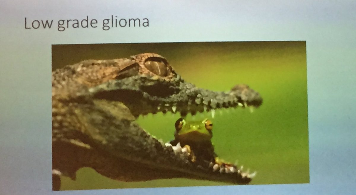 drruthmitchell's tweet photo. Low grade #glioma - everything's fine. Until it isn't. Brilliant slide from Kathryn Field @CancerVCCC #cins16 https://t.co/AZSUyyxdzw