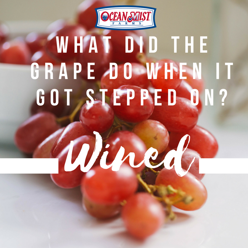 OceanMistFarms's tweet image. A3 @graperygrapes We r going 2 step on them 2 make them “wine”. #grapejokes #redwineishealthy #HealthyThanksgiving