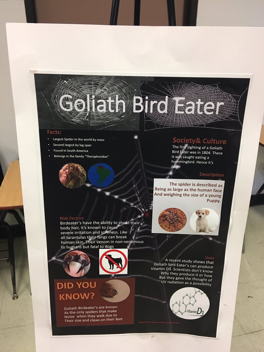 dcgranberry1's tweet photo. Goliath Bird Eater is the size of a small puppy or human face #NotJust4Geeks https://t.co/yxfhoGZQG8