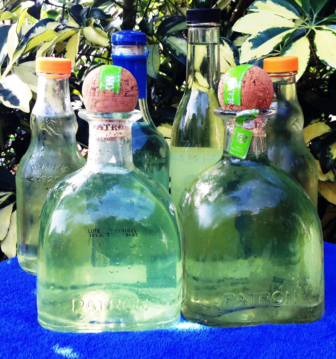 SalientTruth's tweet image. Smell the Roses Shot of the Day: Sunset Citrus have been year-round thanks to the #SuperElNino:
 #SGDailyPic